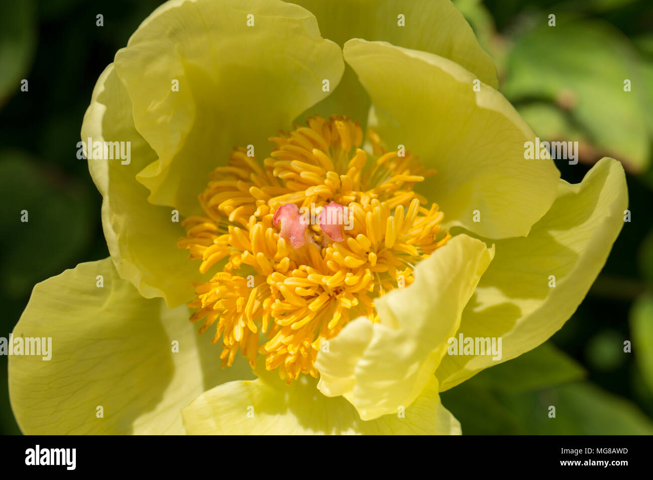 Rare Yellow Peony Stock Photo Alamy