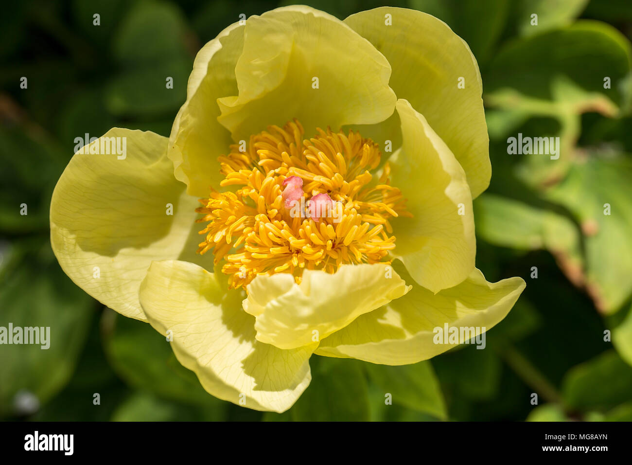 Rare Yellow Peony Stock Photo Alamy