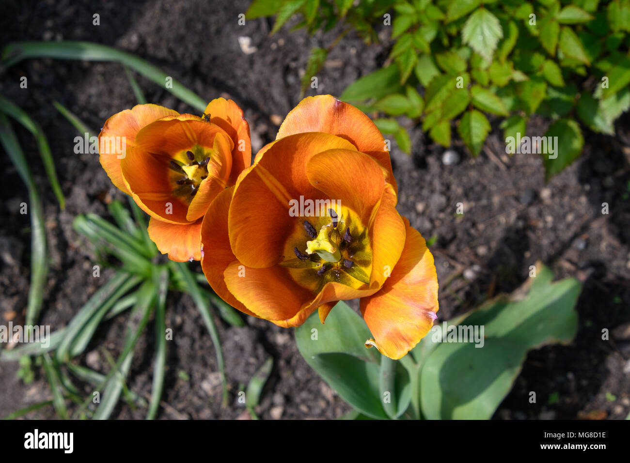 Burnt orange colour tulip flower bloom Stock Photo Alamy