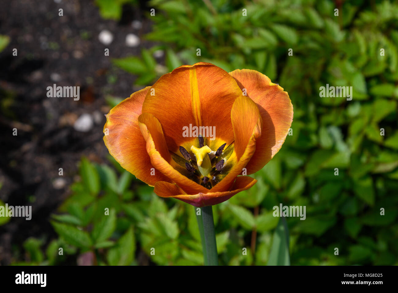 Burnt orange colour tulip flower bloom Stock Photo Alamy