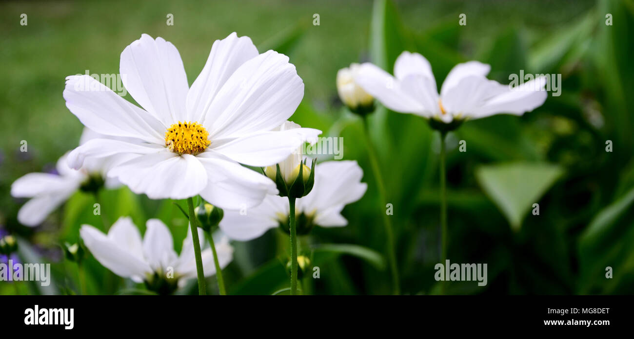 A medium close up photo of spring/summer flowers in an Austrian park, at spring in Linz City. Wide landscape photo. Stock Photo