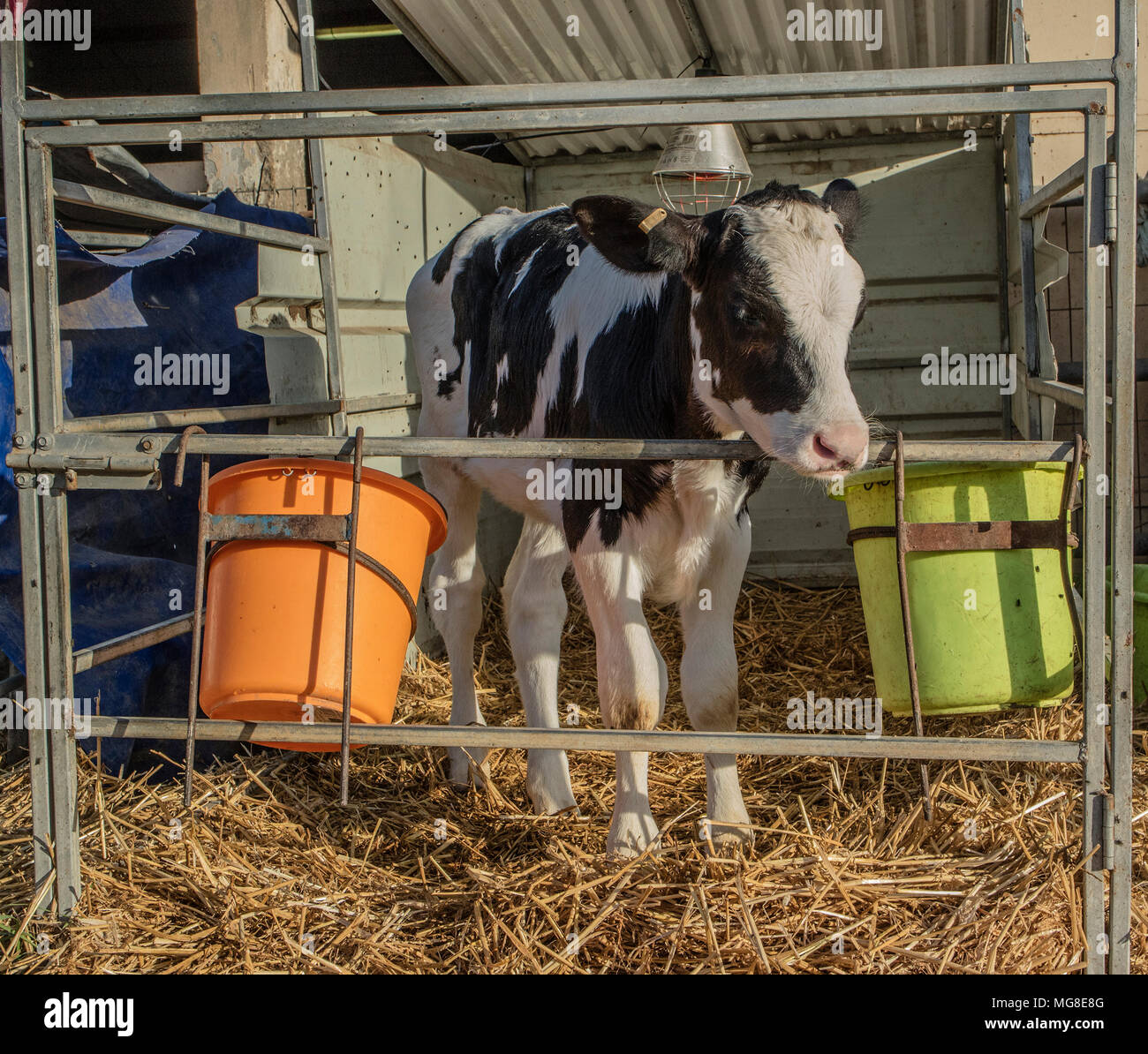 A young black and white calf in a cow shed Stock Photo - Alamy