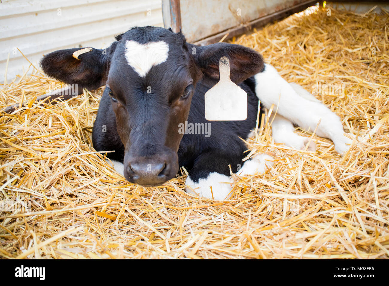 A young, black and white calf lying in a cowshed Stock Photo Alamy