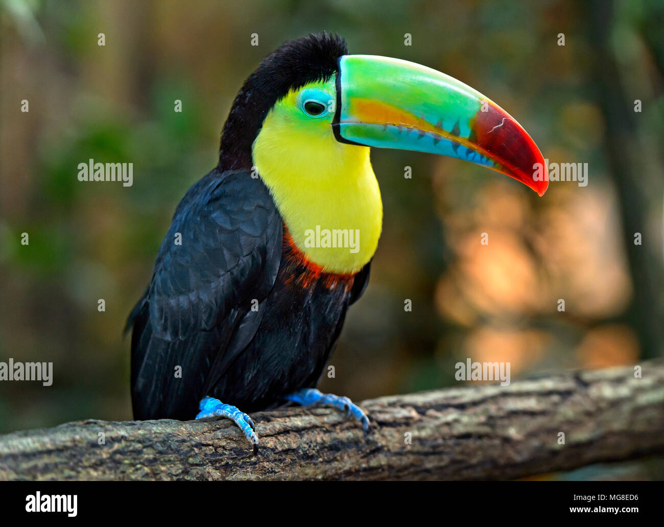 Keel-billed Toucan, also (Ramphastos sulfuratus), sits on branch, Costa Rica Stock Photo