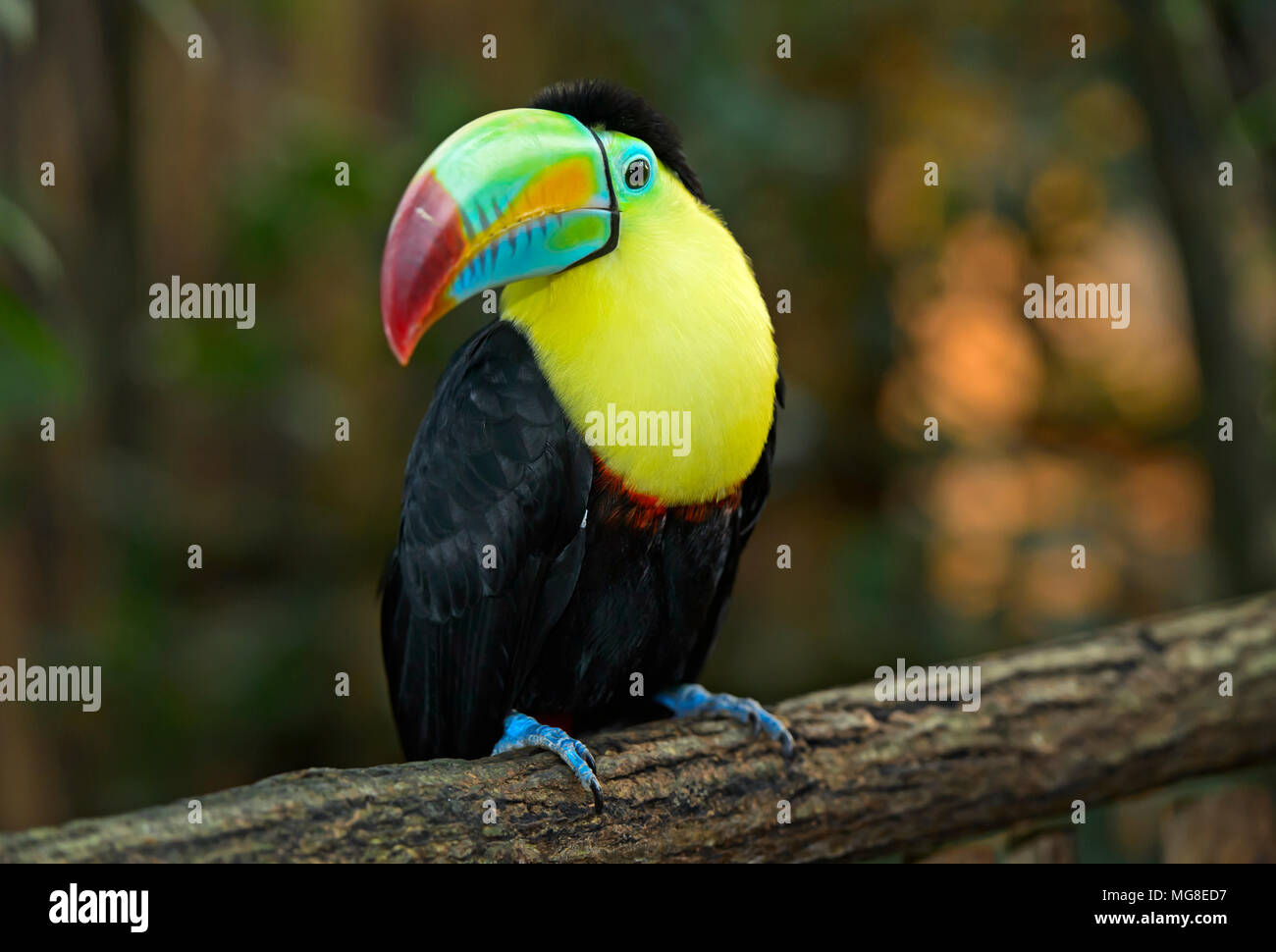 Keel-billed Toucan, also (Ramphastos sulfuratus), sits on branch, Costa Rica Stock Photo