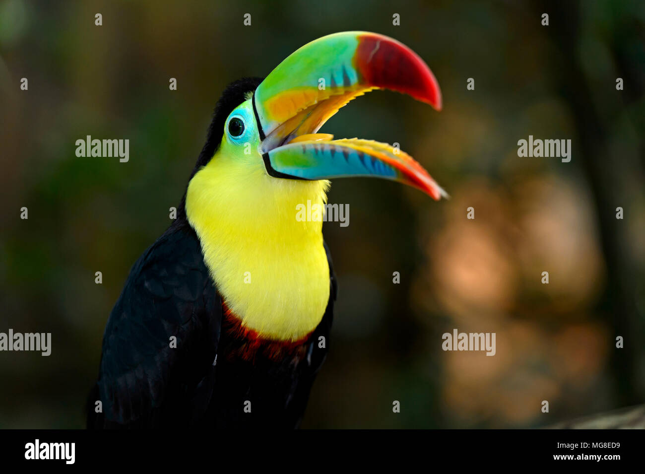 Keel-billed Toucan, also (Ramphastos sulfuratus), with open beak, Costa Rica Stock Photo