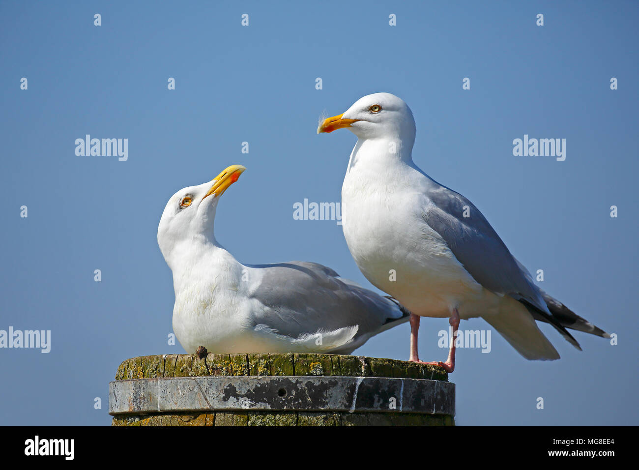 European herring gulls (Larus argentatus), Animal pair sitting on pillars, North Sea coast, Schleswig-Holstein, Germany Stock Photo