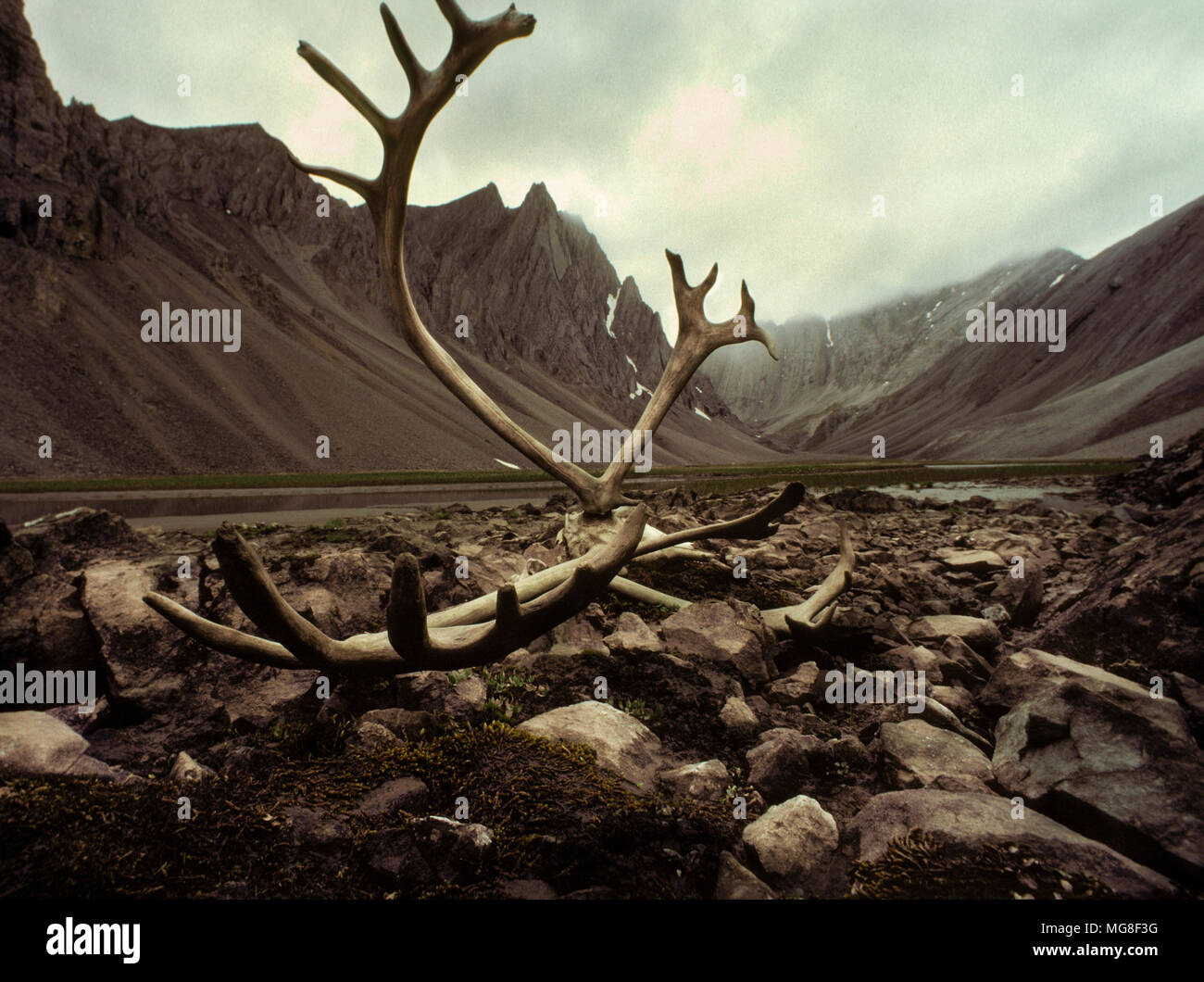 Caribou antlers in a remote valley of the Brooks Range, Gates of the