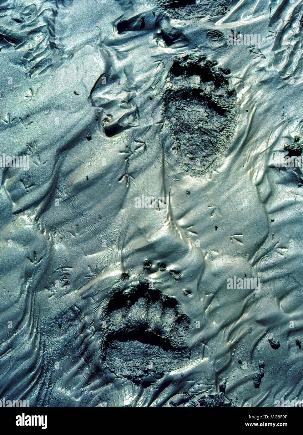 Grizzly bear tracks hires stock photography and images Alamy