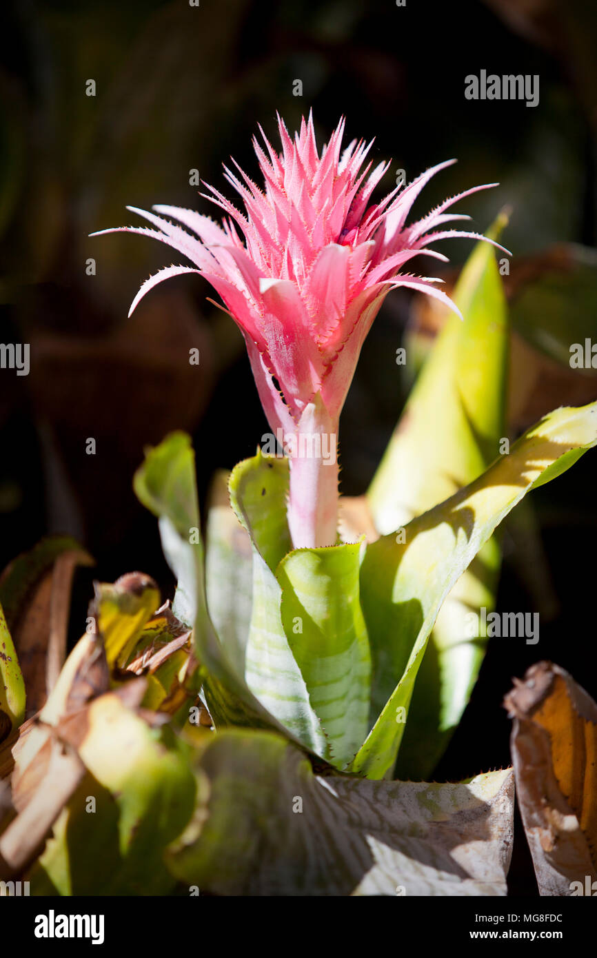 Pink Bromeliad flower plant Stock Photo