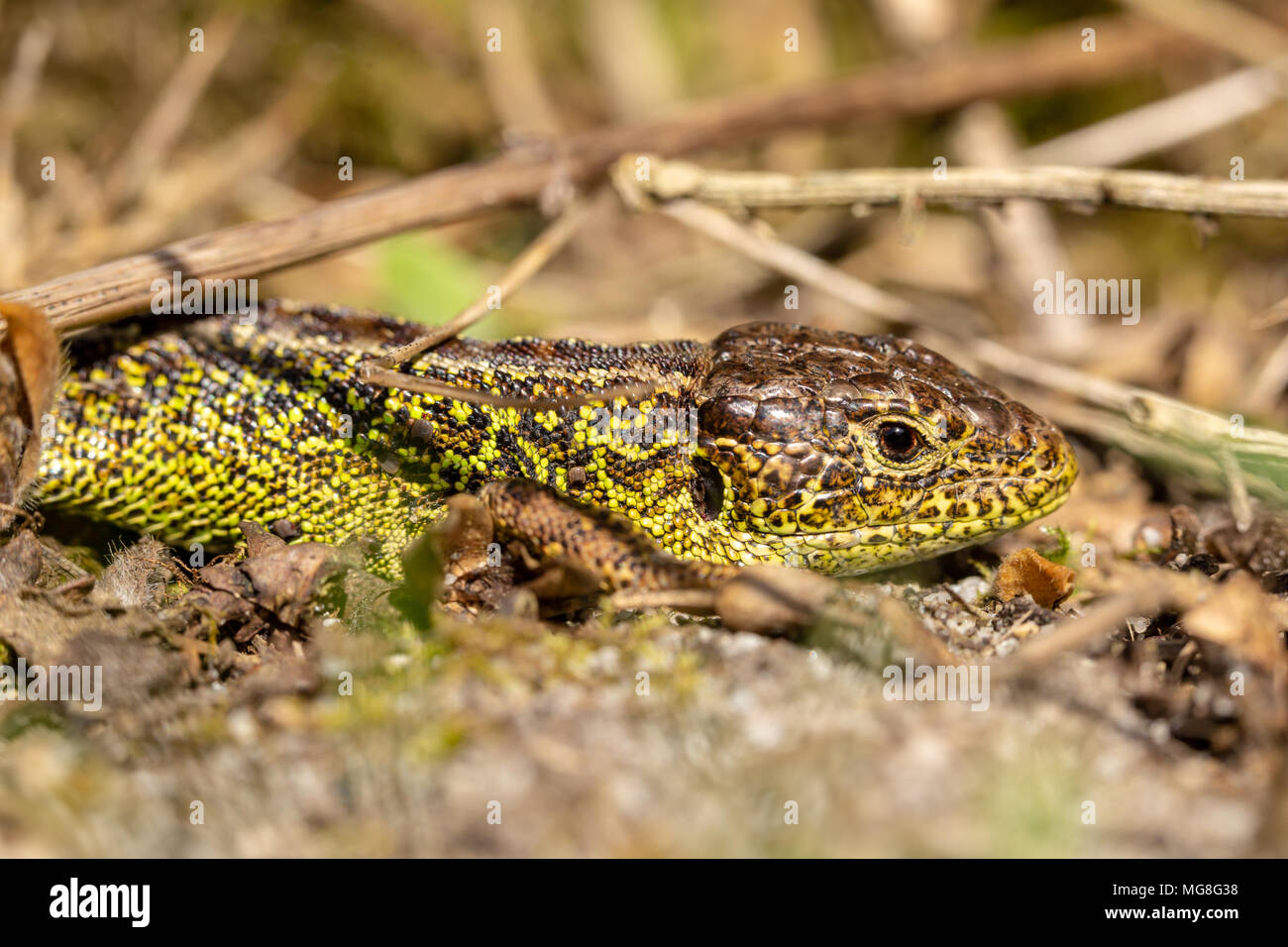 Spring time male Sand lizard with his flanks bright green to hopefully ...