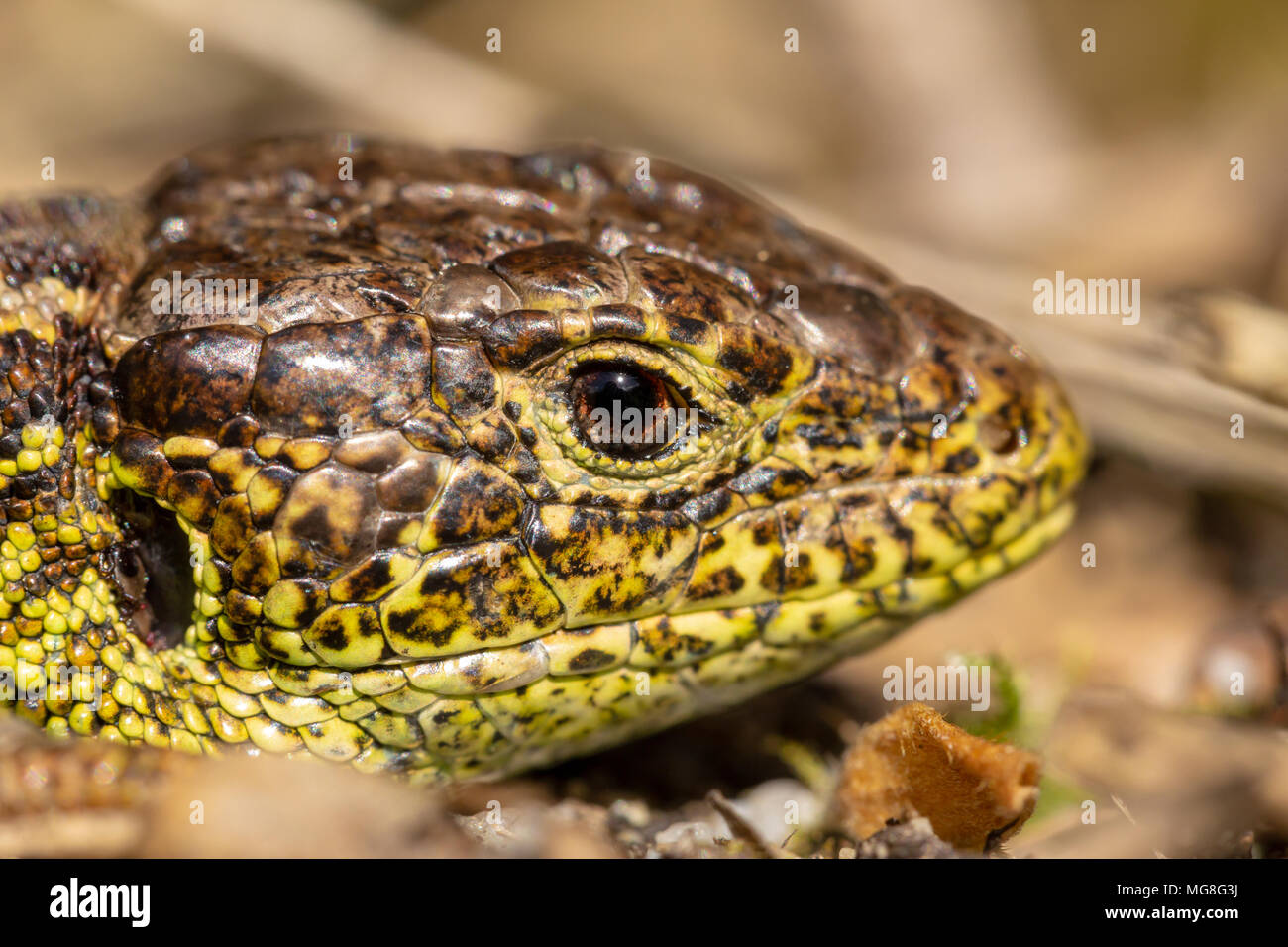 Macro Spring time male Sand lizard with his flanks bright green to ...