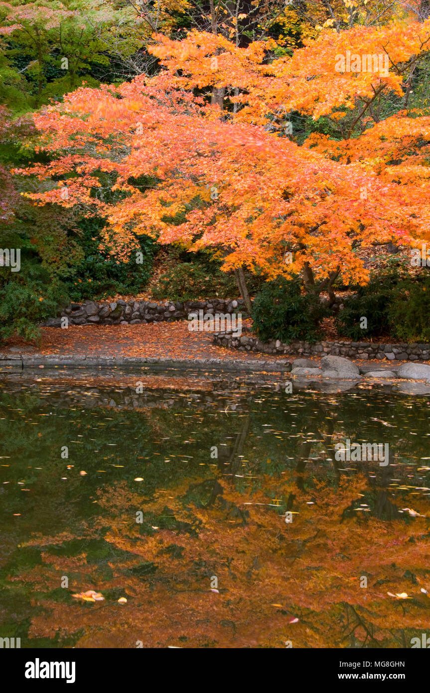 Japanese maple at Lower Duck Pond, Lithia Park, Ashland, Oregon Stock