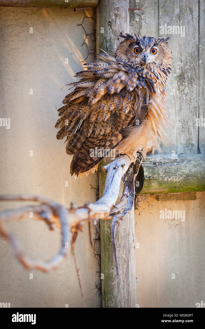 Korean Eagle Owl Stock Photo Alamy
