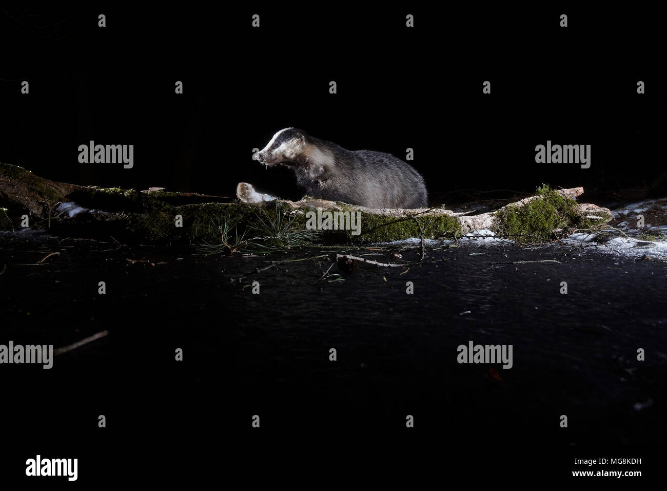 European Badger, Meles meles, visiting a log and frozen pond at night, East yorkshire, UK. Photographed using a remote DSLR camera trap and flash. Stock Photo