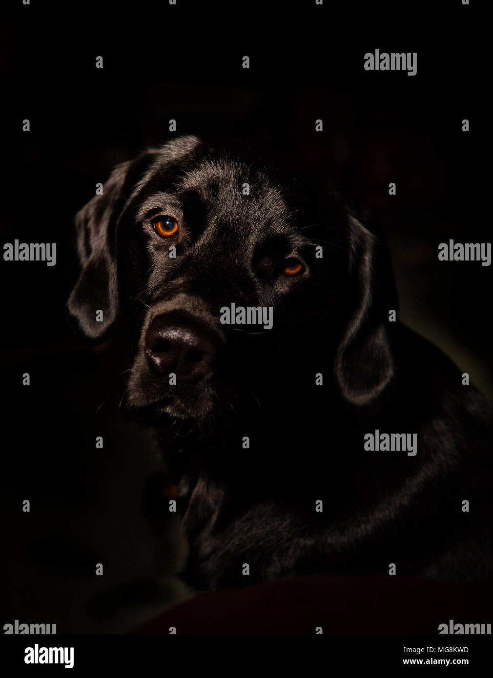 Studio portrait of a black Labrador Stock Photo
