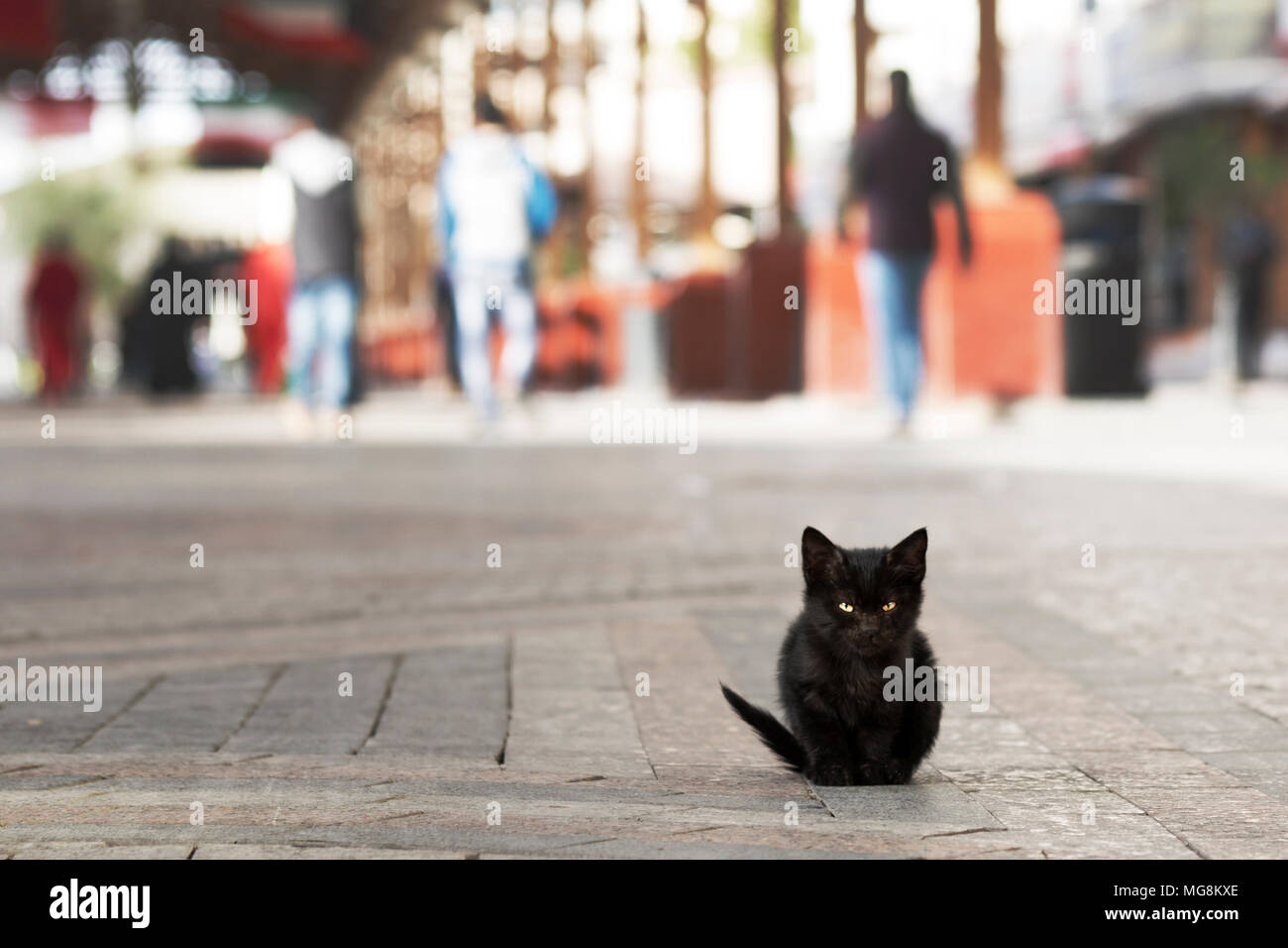 Kitten in a souq in Kuwait Stock Photo