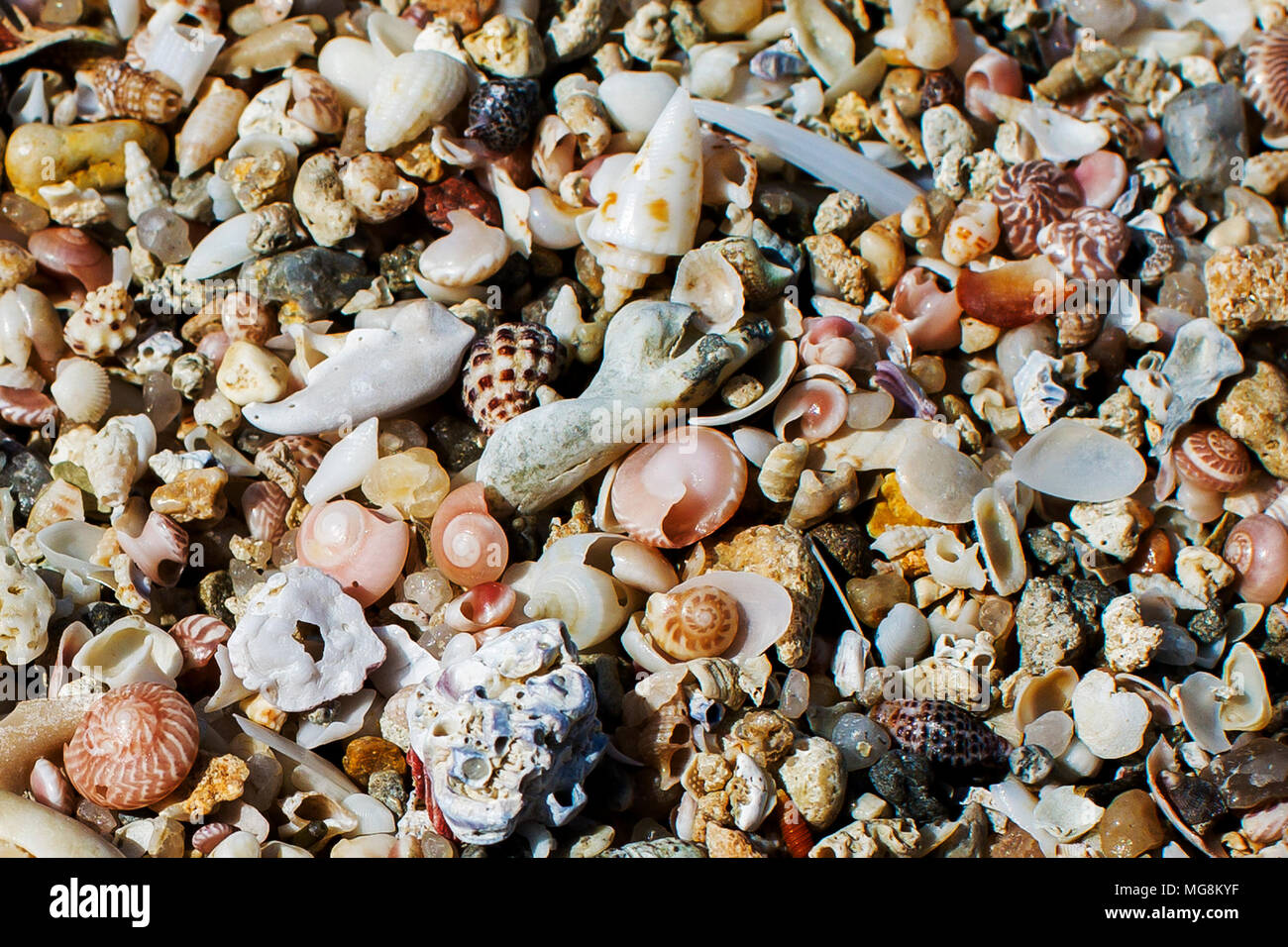 Seashells abundant on the shores of Kuwait's beaches Stock Photo