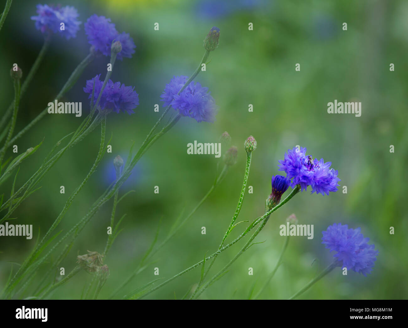 Blue flowers Stock Photo