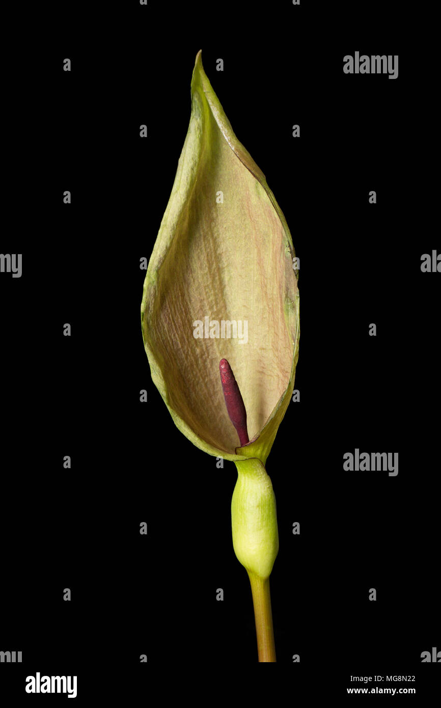 The cuckoo pint or Lords and Ladies plant Arum maculatum showing the hooded leaf and purple spadix. Concealed in its base the spadix has a ring of hai Stock Photo