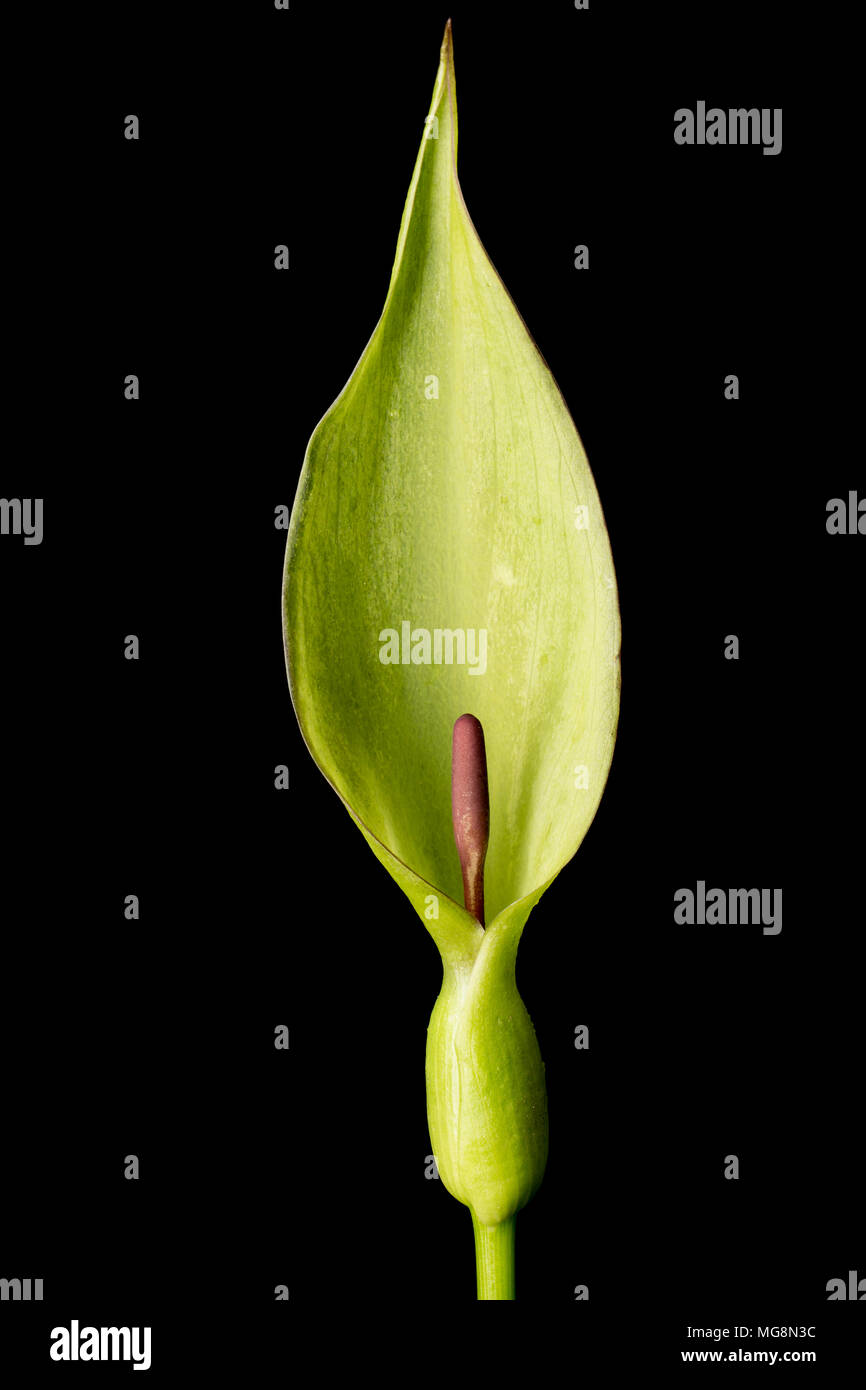 The cuckoo pint or Lords and Ladies plant Arum maculatum showing the hooded leaf and purple spadix. Concealed in its base the spadix has a ring of hai Stock Photo