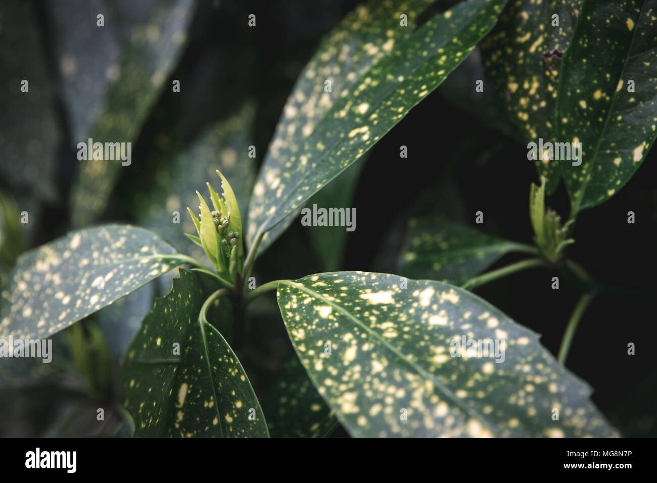 Yellow Spotted Green Laurel (Aucuba Japonica) foliage in Brussels Belgium Stock Photo