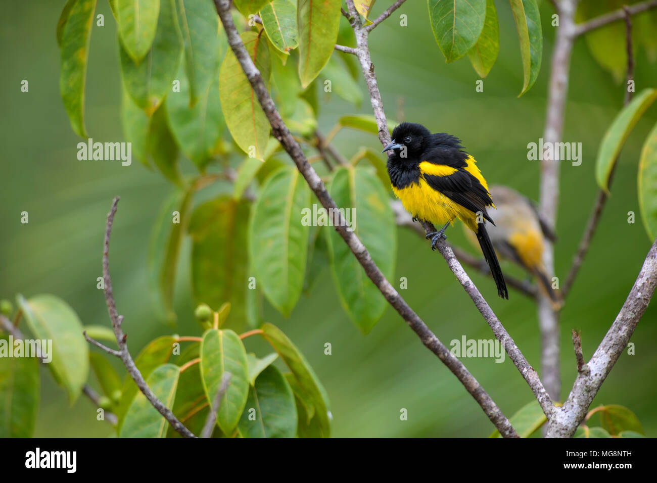 Hispaniolan Oriole - Icterus dominicensis, beatiful yellow and black perching bird from Central America forests, Costa Rica. Stock Photo