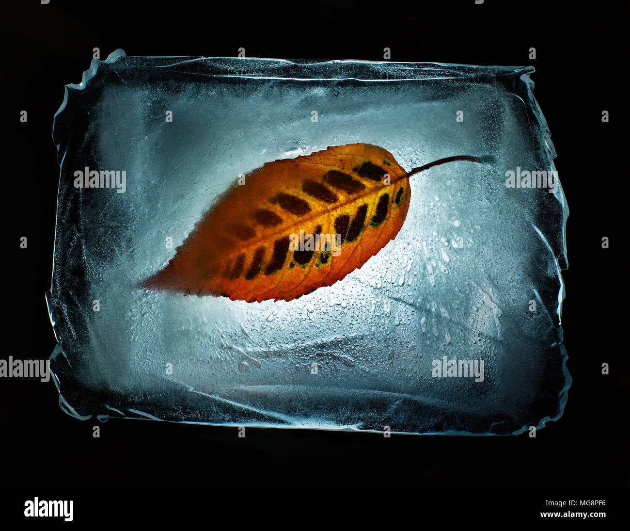 A leaf encapsulated in ice Stock Photo