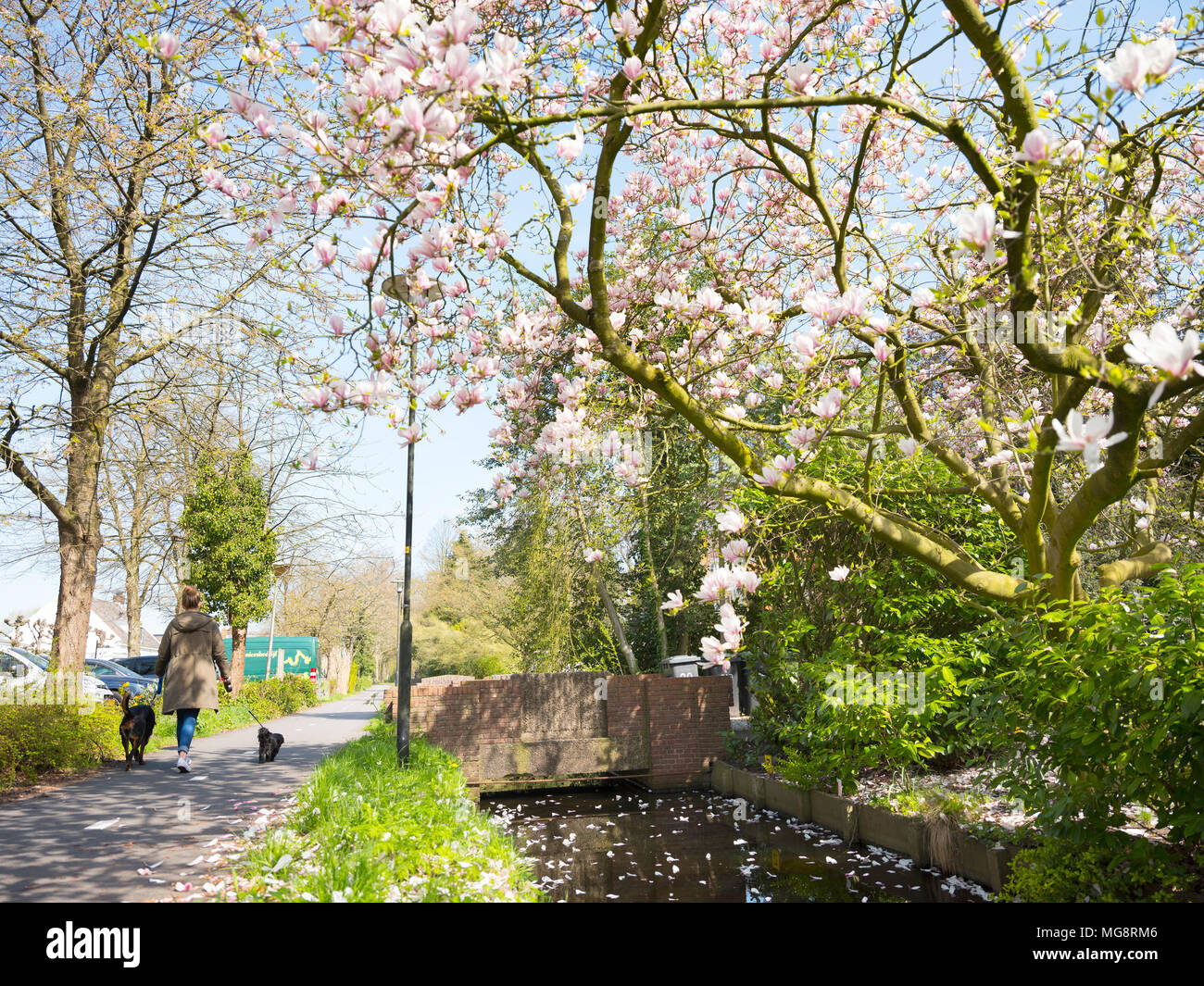 walking the dog in spring under flowering pink tree in s Graveland near Hilversum in holland Stock Photo