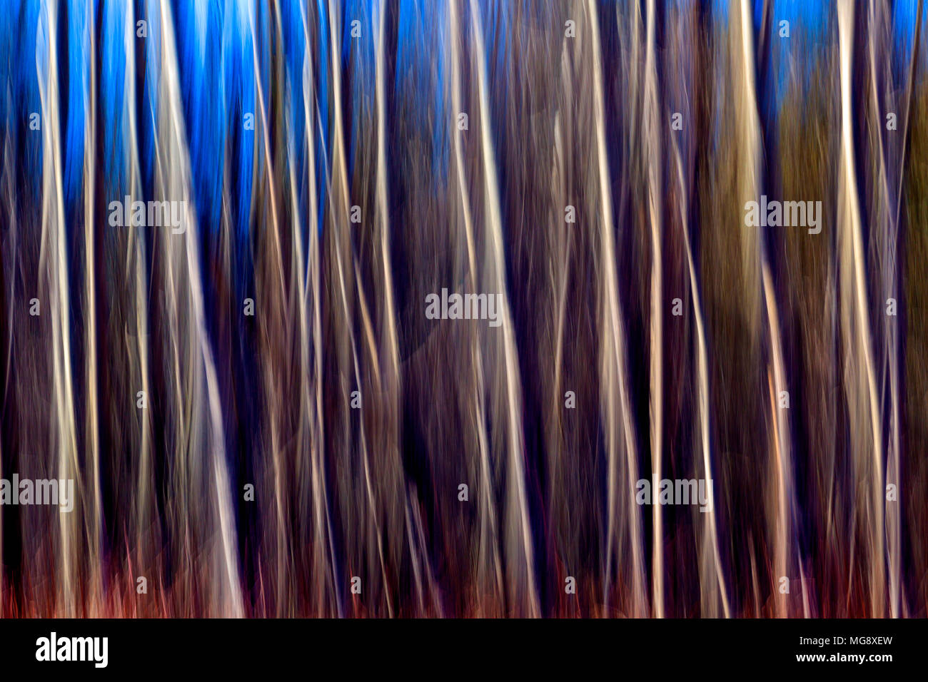 Abstract motion blurred of trees in forest. Stock Photo