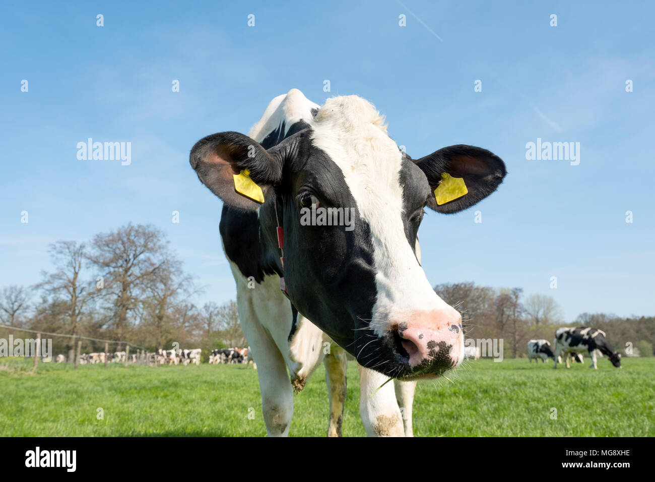 black and white cows in dutch green grassy spring meadow in holland ...