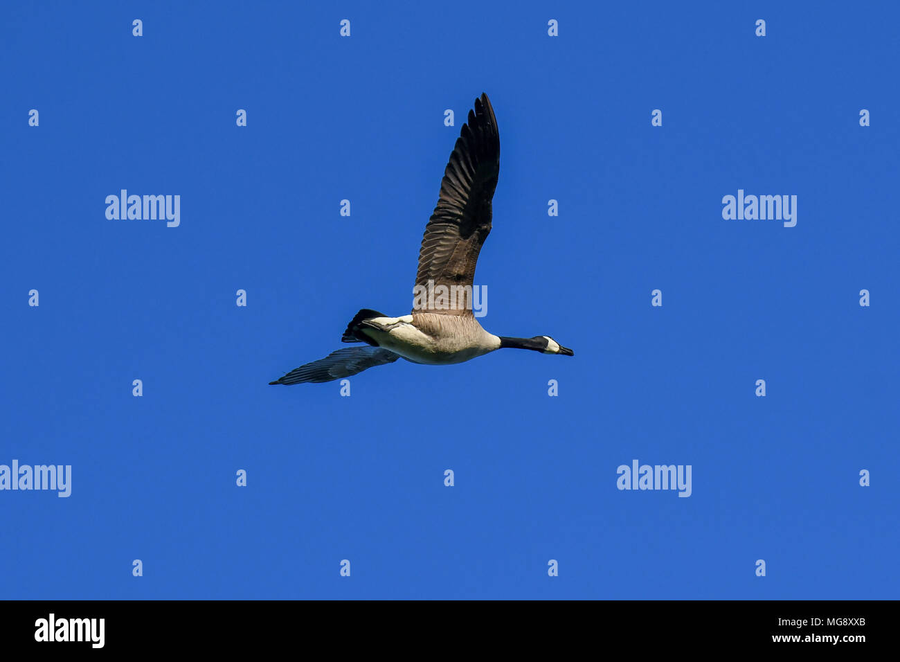 A canada goose flies overhead against a bright blue sky Stock Photo