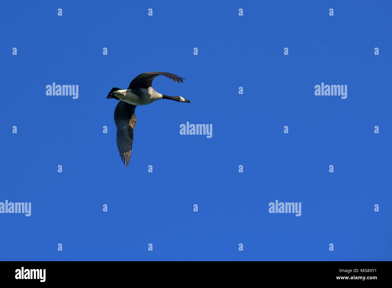 A canada goose flies overhead against a bright blue sky Stock Photo