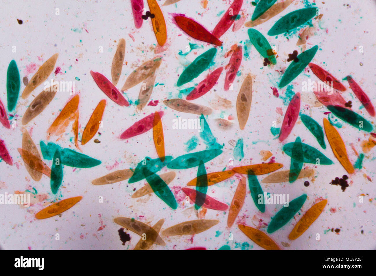 Paramecium caudatum under the microscope - Abstract shapes in color of green, red, orange and brown on white background. Stock Photo