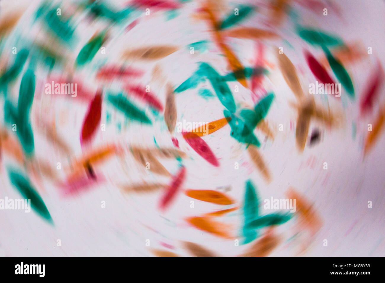 Paramecium caudatum under the microscope - Abstract shapes in color of green, red, orange and brown on white background. Stock Photo