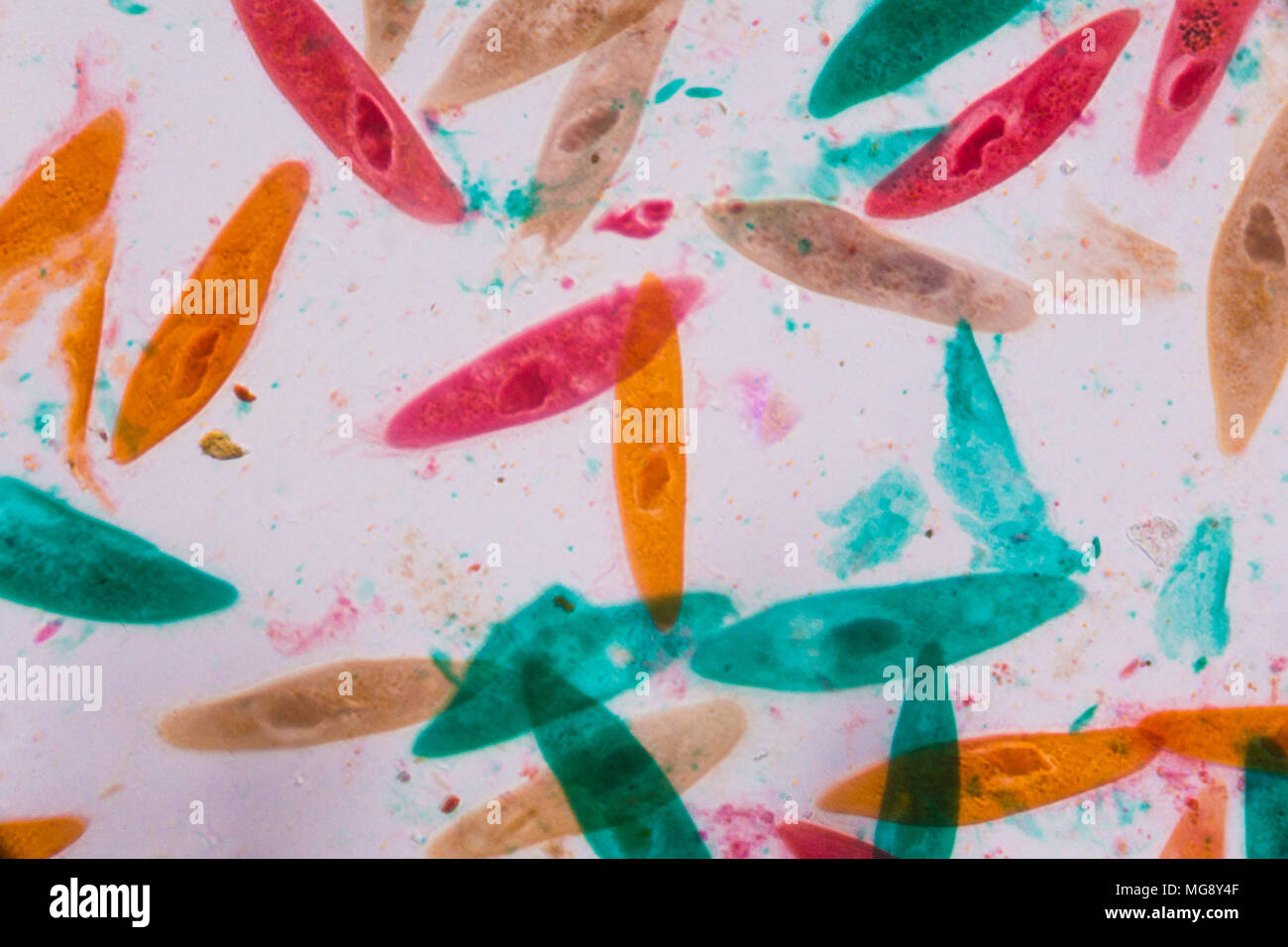 Paramecium caudatum under the microscope - Abstract shapes in color of green, red, orange and brown on white background. Stock Photo