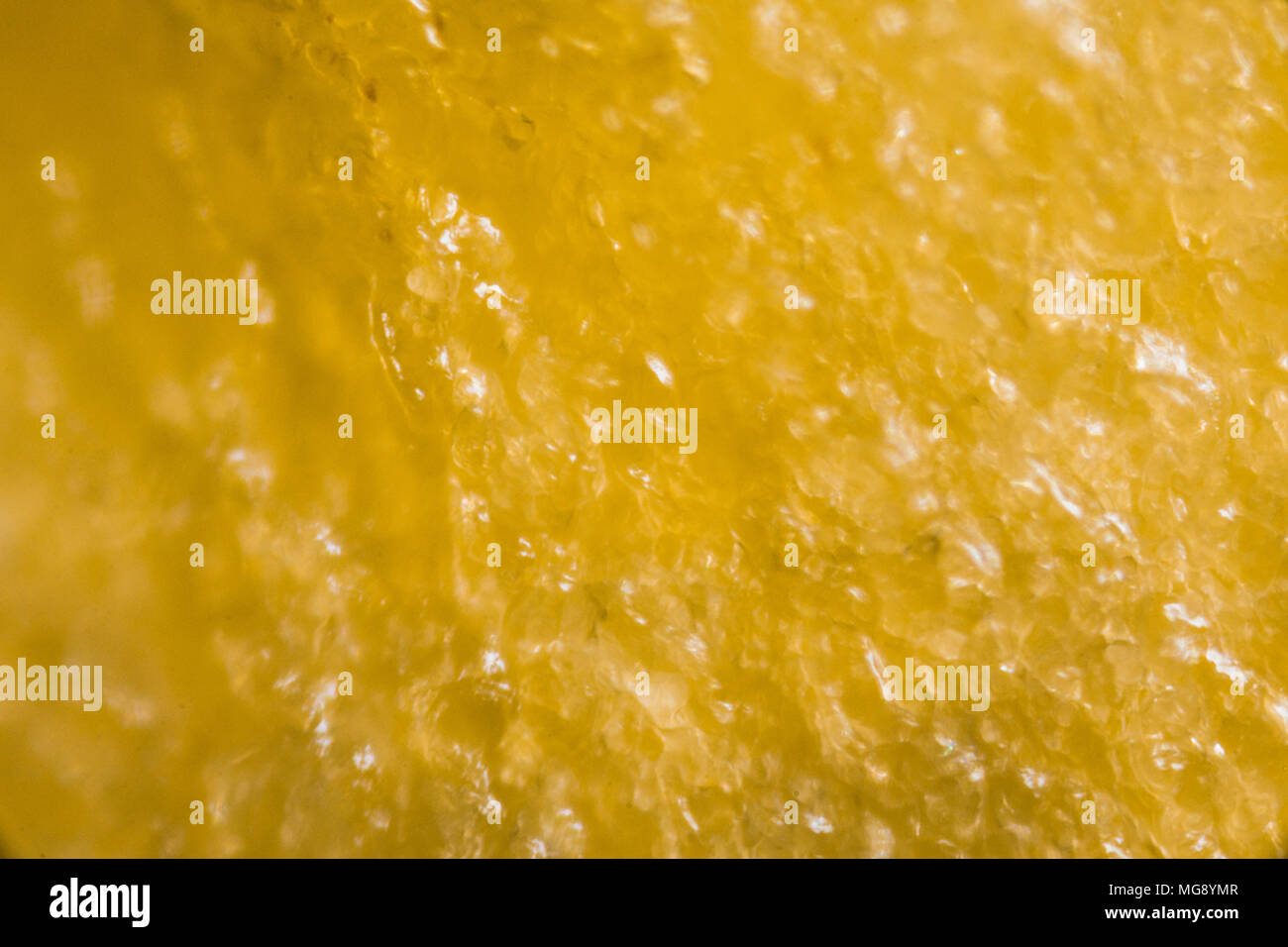 Yellow Pepper's kernel under the microscope Stock Photo Alamy
