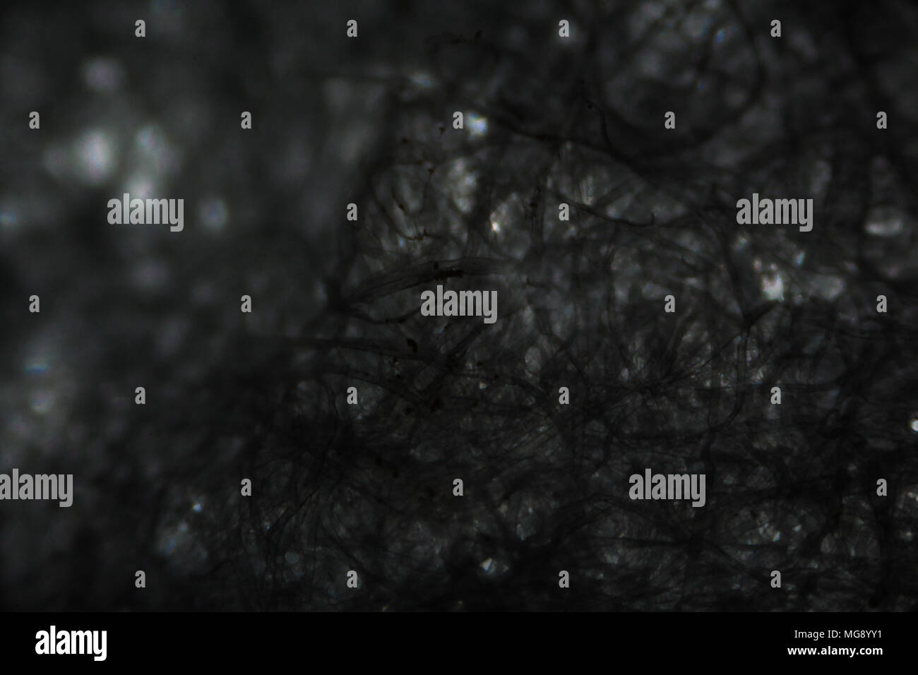 Paper fibers micrograph hires stock photography and images Alamy