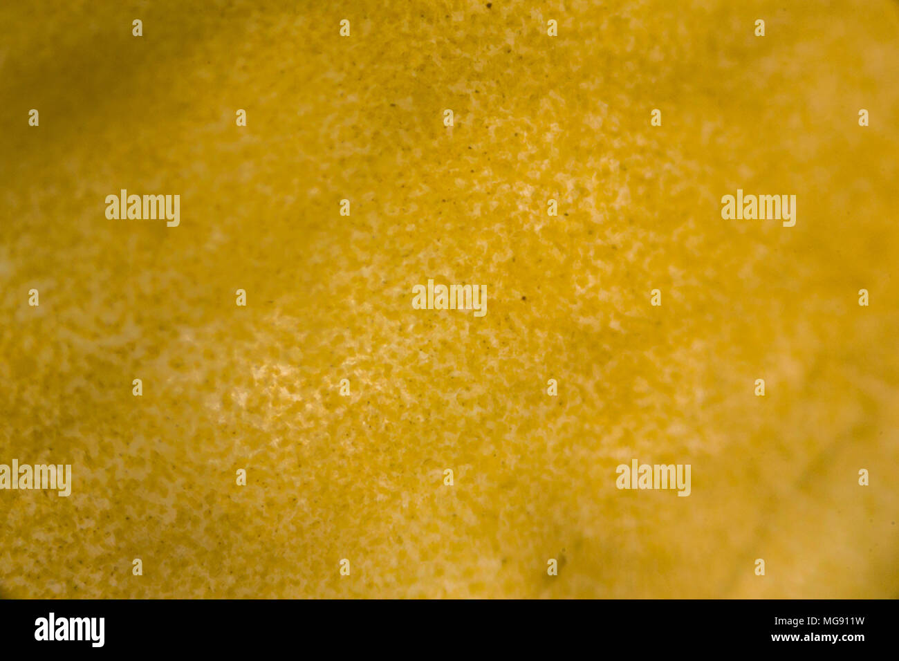 Yellow pepper under the microscope Stock Photo Alamy