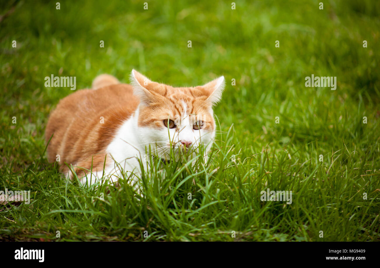 Ginger cat with big ears hi-res stock photography and images - Alamy