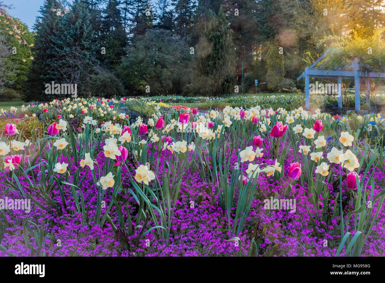 Spring flower beds, Stanley Park, Vancouver, British Columbia, Canada. Stock Photo