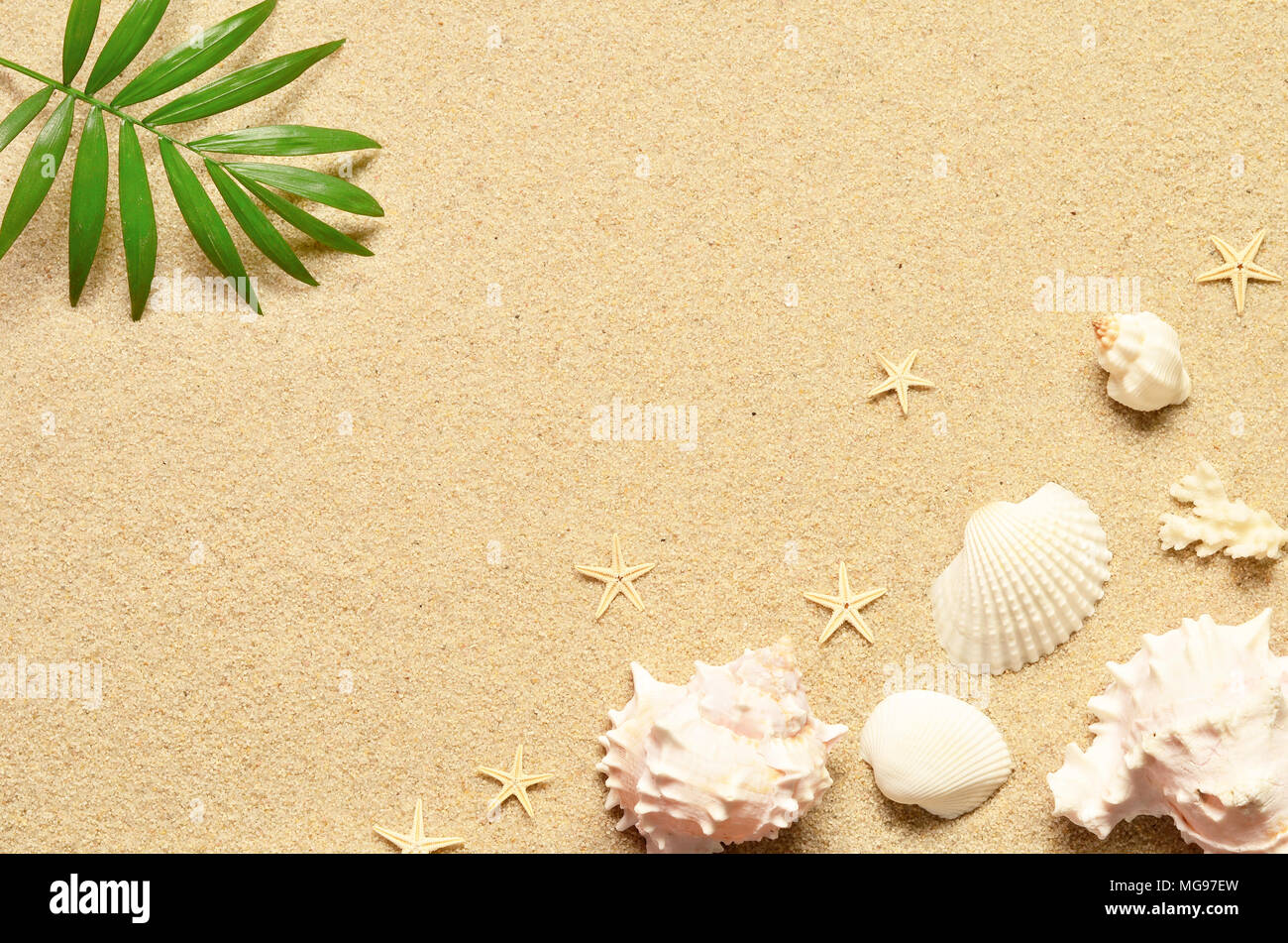 Sea sand with starfish and shells. Top view with copy space. Summer ...