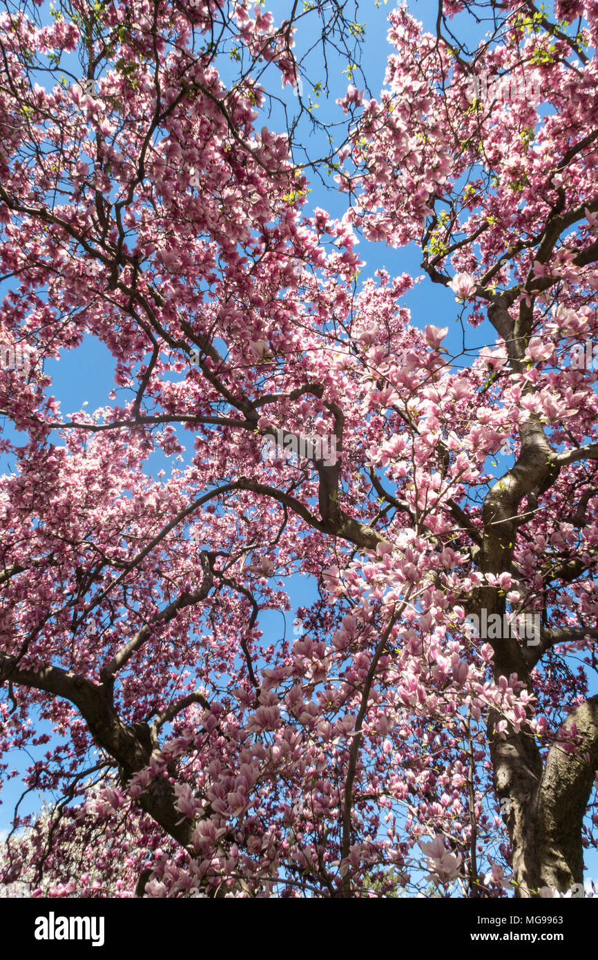Beautiful Blooming Magnolia Trees in Central Park, NYC, USA Stock Photo