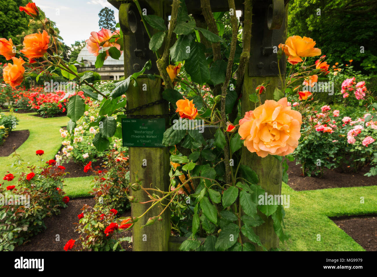 Roses in the Central Rose Garden, Christchurch, Canterbury, South
