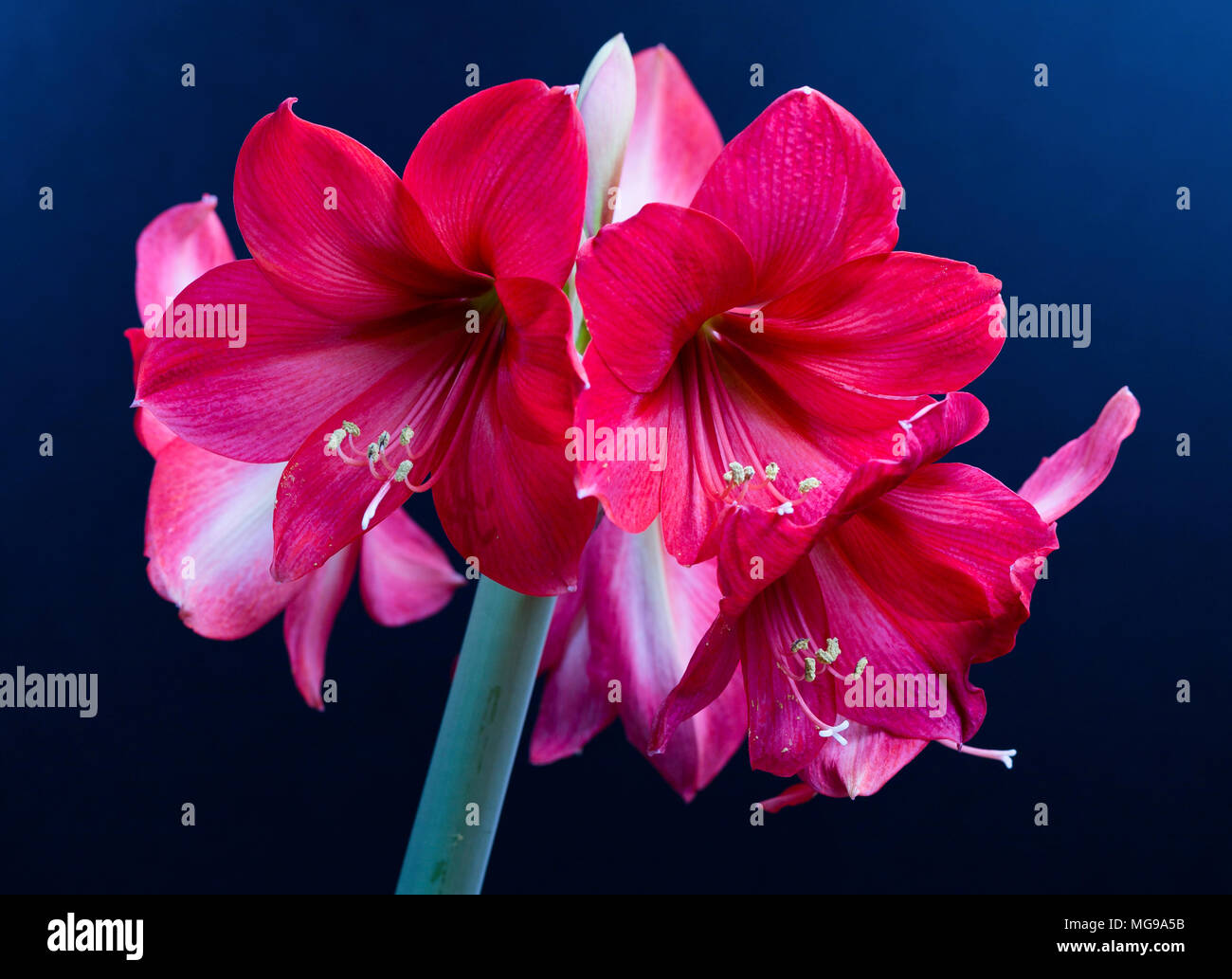 Amaryllis flowers. Stock Photo