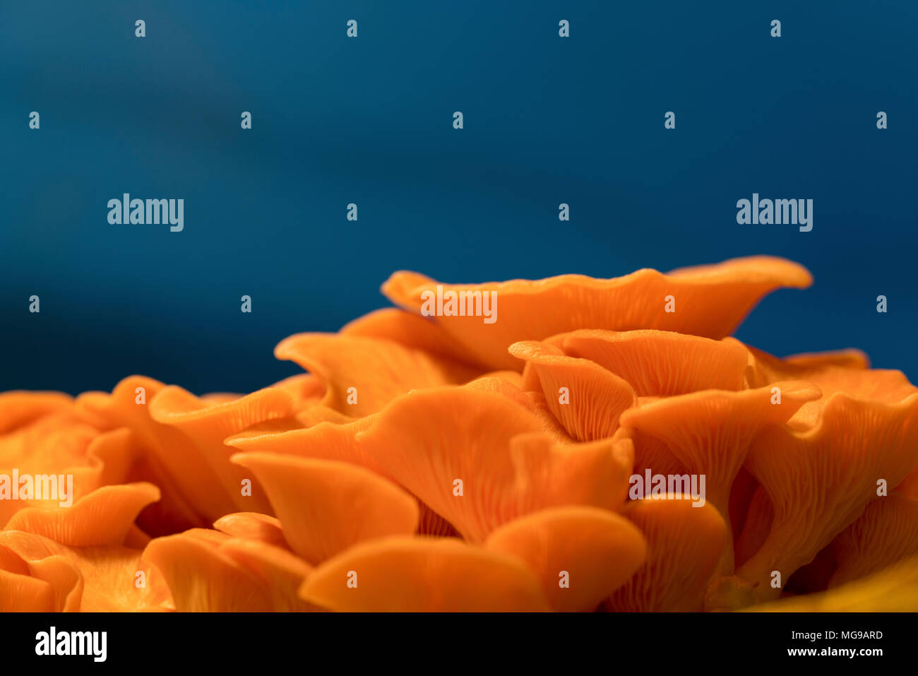 Pink oyster mushrooms (Pleurotus djamor Stock Photo Alamy