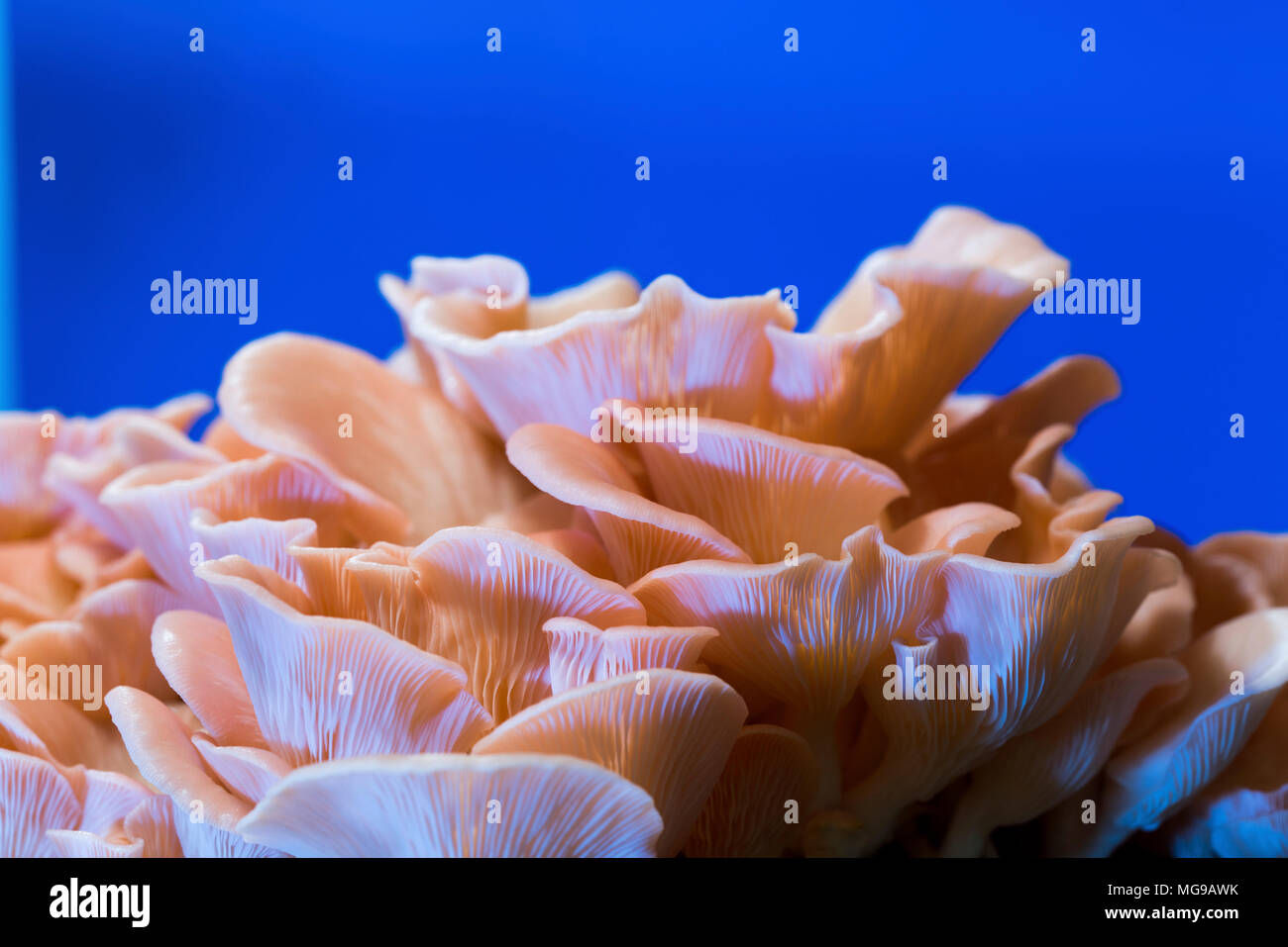 Pink oyster mushrooms (Pleurotus djamor). Stock Photo