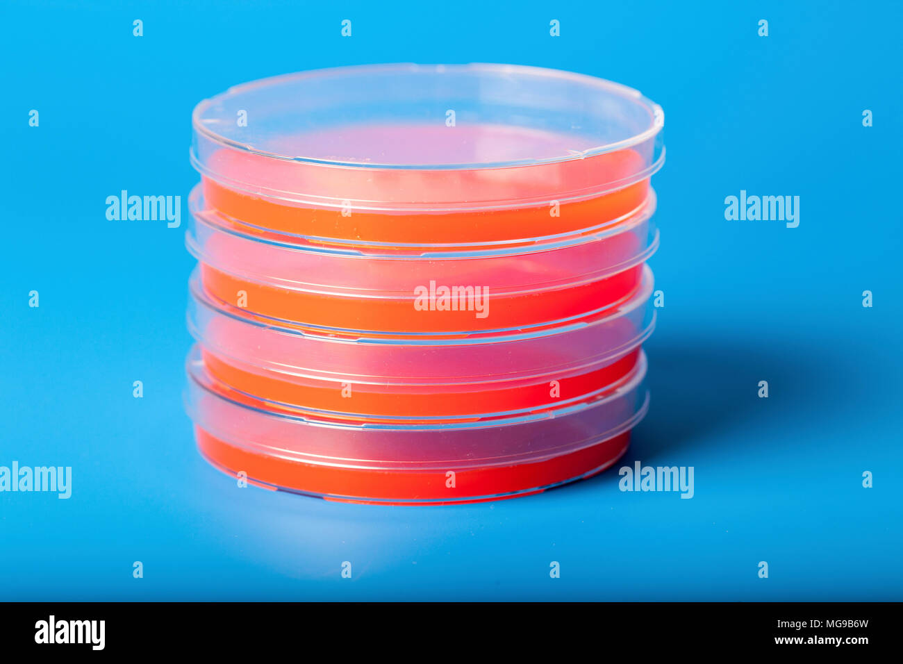 Petri dishes with blood agar Stock Photo Alamy
