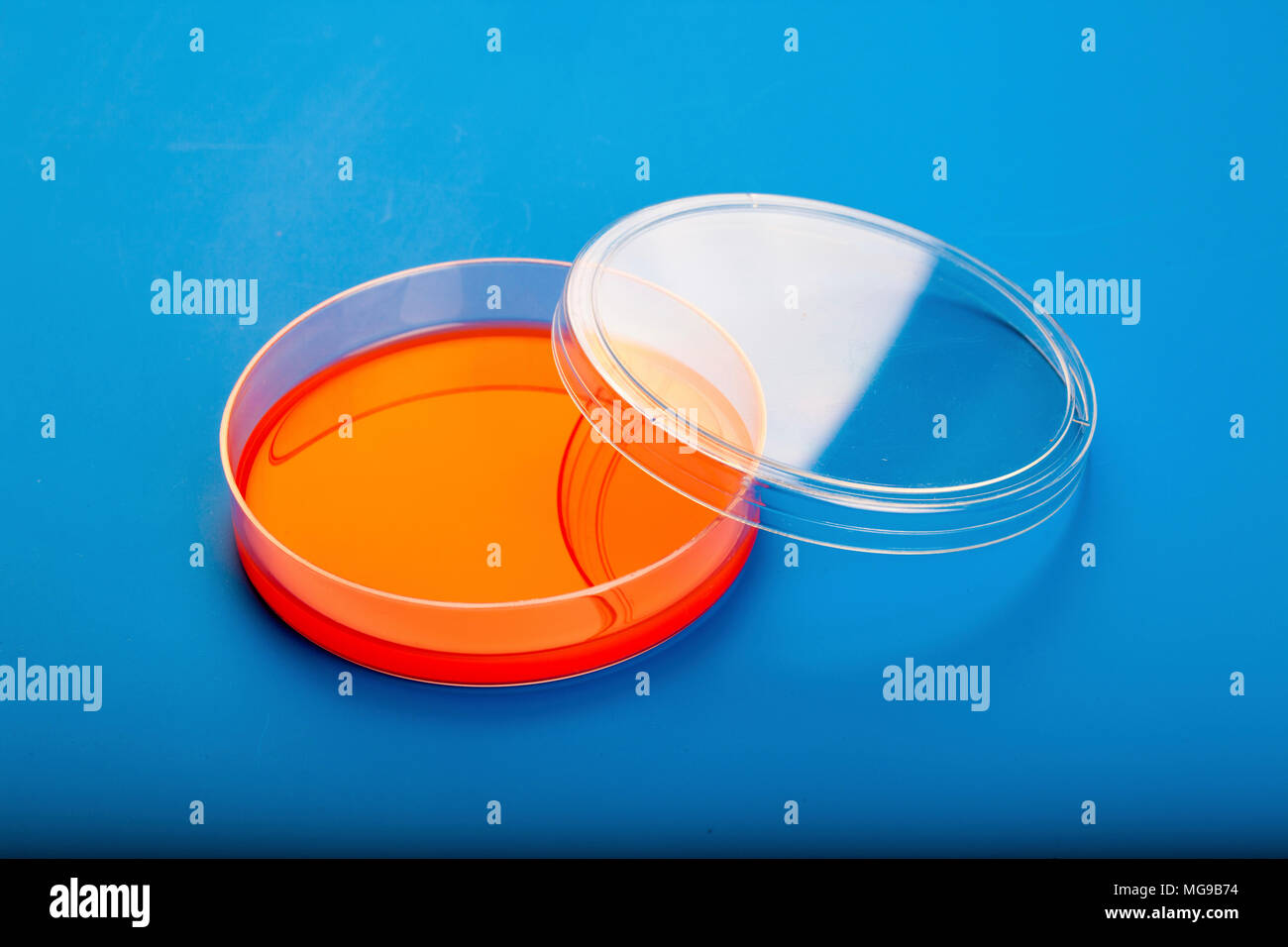 Petri dishes with blood agar Stock Photo Alamy