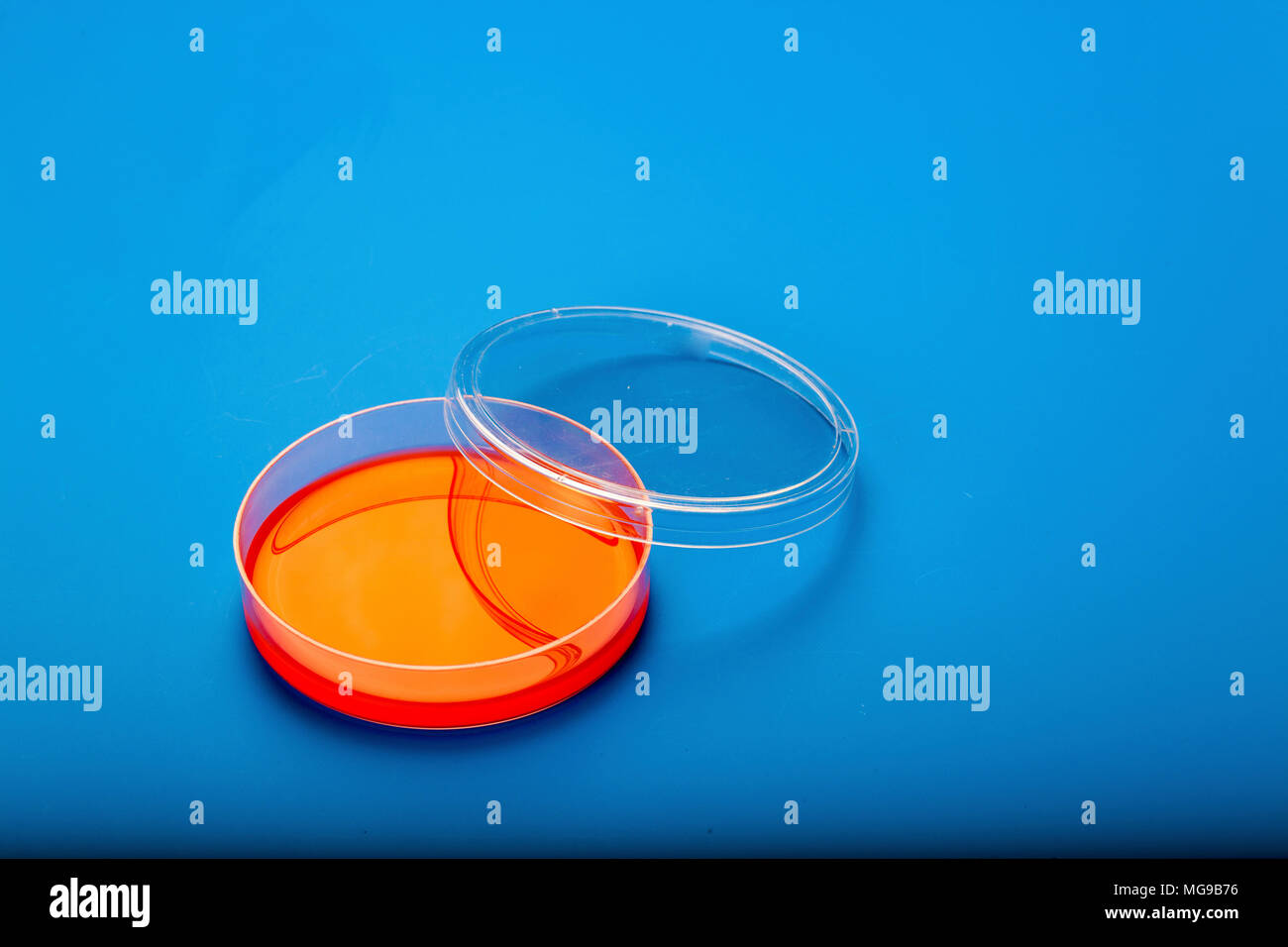 Petri dishes with blood agar Stock Photo Alamy